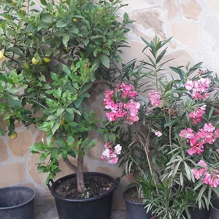 Chervenkov Pensiune Cernomoreț